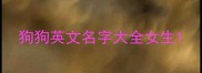 狗狗英文名字大全女生