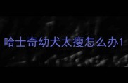 哈士奇幼犬太瘦怎么办