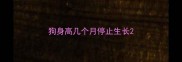 狗身高几个月停止生长