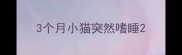 3个月小猫突然嗜睡
