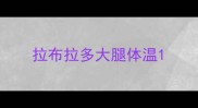 拉布拉多大腿体温