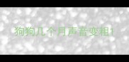狗狗几个月声音变粗