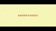 泰迪母狗来月经前症状