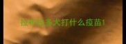 拉布拉多犬打什么疫苗