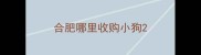 合肥哪里收购小狗