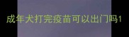 成年犬打完疫苗可以出门吗