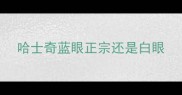 哈士奇蓝眼正宗还是白眼