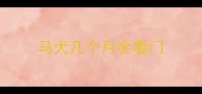 马犬几个月会看门