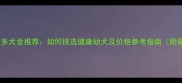 沈阳优质拉布拉多犬舍推荐如何挑选健康幼犬及价格参考指南附最新选购攻略