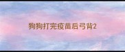 狗狗打完疫苗后弓背