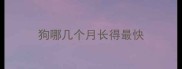 狗哪几个月长得最快