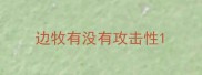 边牧有没有攻击性