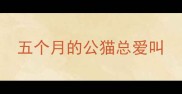 五个月的公猫总爱叫