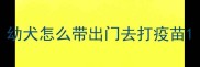 幼犬怎么带出门去打疫苗
