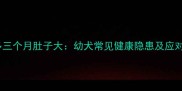 拉布拉多三个月肚子大幼犬常见健康隐患及应对措施全