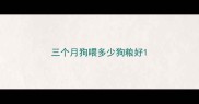 三个月狗喂多少狗粮好