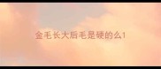 金毛长大后毛是硬的么