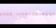 拉布拉多鉴别指南3分钟教你快速分辨金毛和拉布拉多