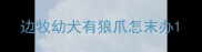 边牧幼犬有狼爪怎末办