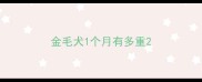 金毛犬1个月有多重