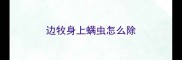 边牧身上螨虫怎么除