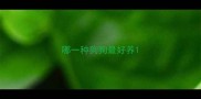 哪一种狗狗最好养