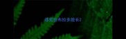 感觉拉布拉多脸长
