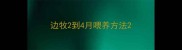 边牧2到4月喂养方法