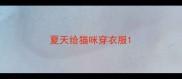 夏天给猫咪穿衣服