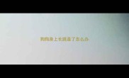 狗狗身上长跳蚤了怎么办