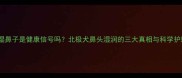 哈士奇湿鼻子是健康信号吗北极犬鼻头湿润的三大真相与科学护理指南