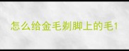 怎么给金毛剃脚上的毛