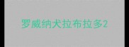 罗威纳犬拉布拉多