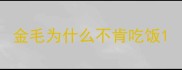 金毛为什么不肯吃饭