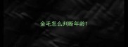 金毛怎么判断年龄