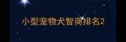 小型宠物犬智商排名