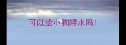 可以给小狗喂水吗