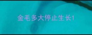 金毛多大停止生长