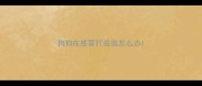 狗狗在感冒打疫苗怎么办