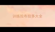 训练拉布拉多大全