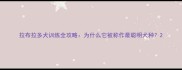 拉布拉多犬训练全攻略为什么它被称作最聪明犬种