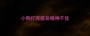 小狗打完疫苗精神不佳