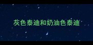 灰色泰迪和奶油色泰迪