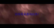 边牧耳朵是纯白色