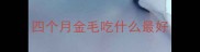 四个月金毛吃什么最好