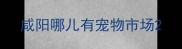 咸阳哪儿有宠物市场