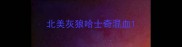北美灰狼哈士奇混血