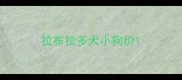 拉布拉多犬小狗价
