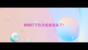 狗狗打了狂犬疫苗洗澡了