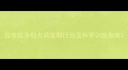 拉布拉多幼犬调皮期行为及科学训练指南